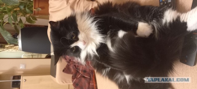 Откуда у котов курдюк и зачем он нужен?