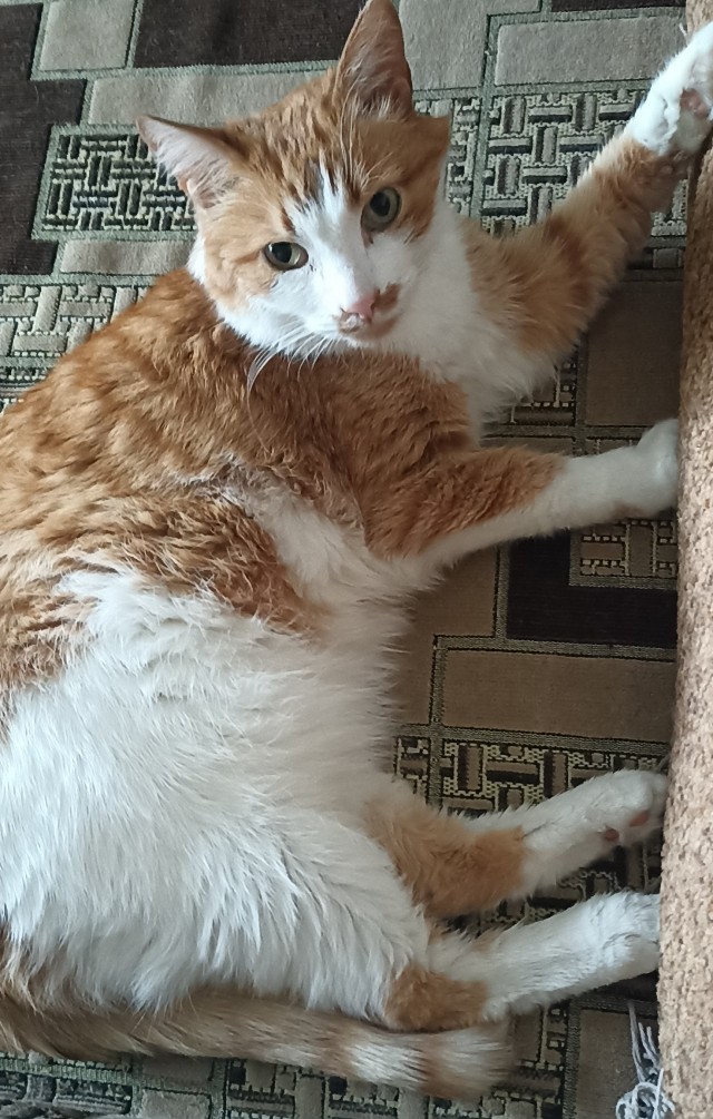 Всех с котовторником