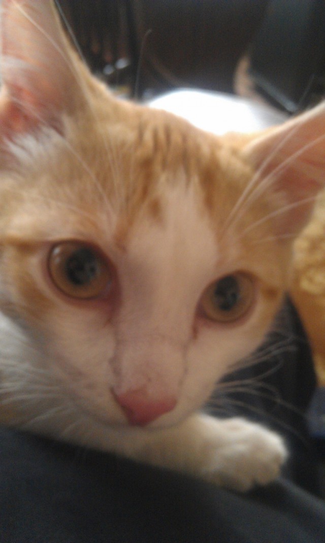 Котовторник 04.06.2013