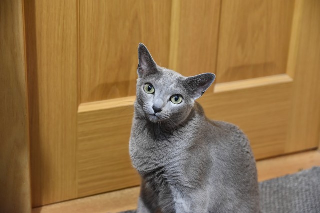 Котовторник