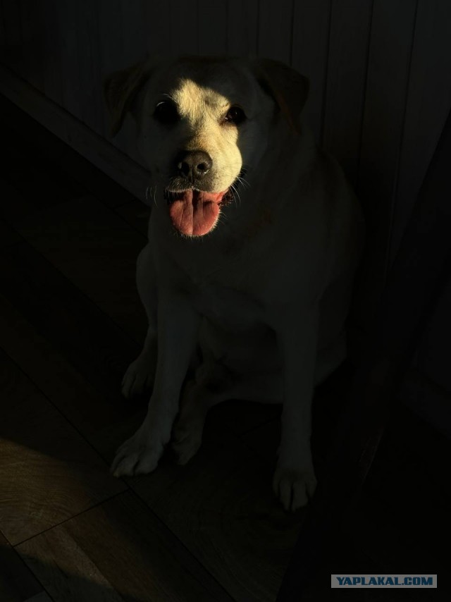 Собакочетверг!