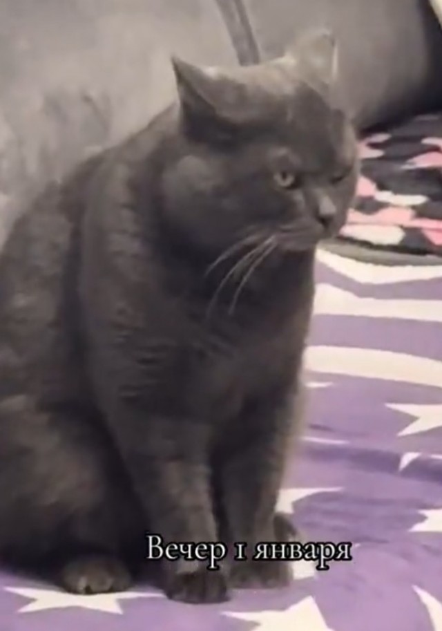 Никому не здрасте