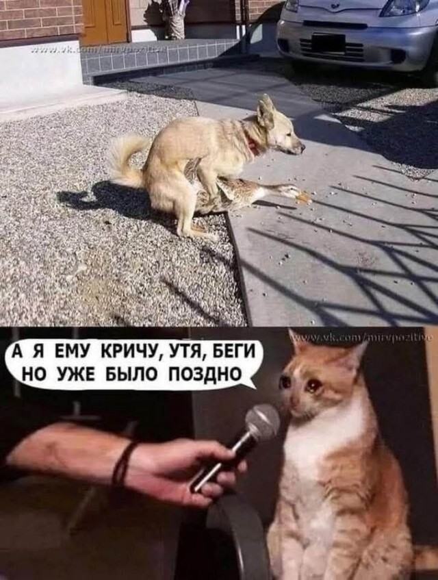Картинки для деградации 232 (разной степени свежести)