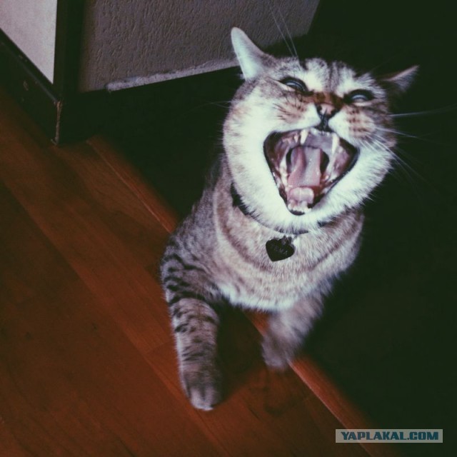 Котовторник 20.05.2014