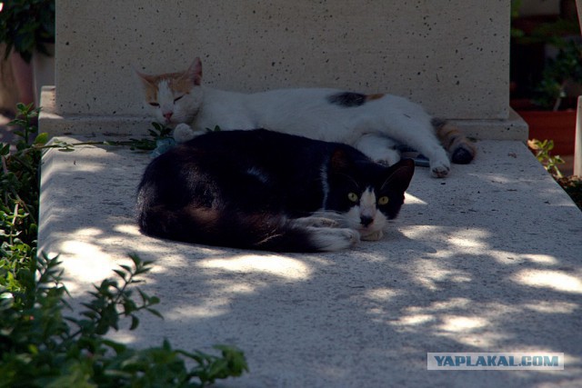 Котовторник 20.05.2014