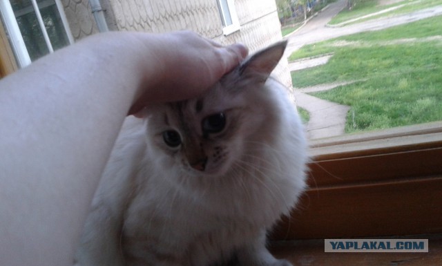 Котовторник 27.5.2014