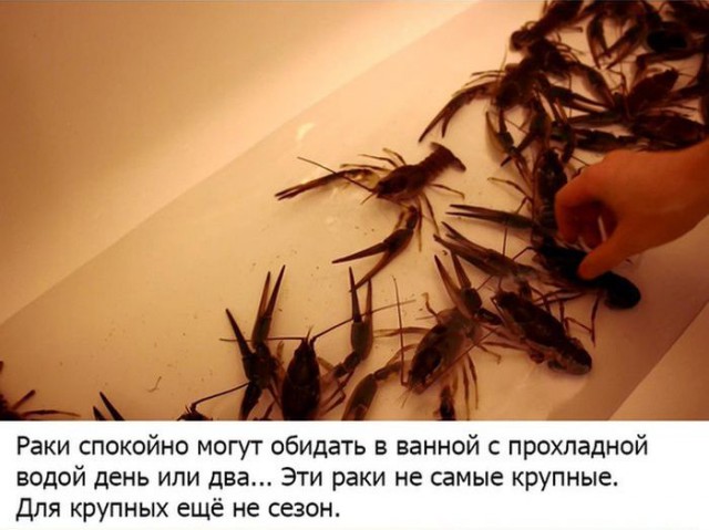 Как правильно варить раков...