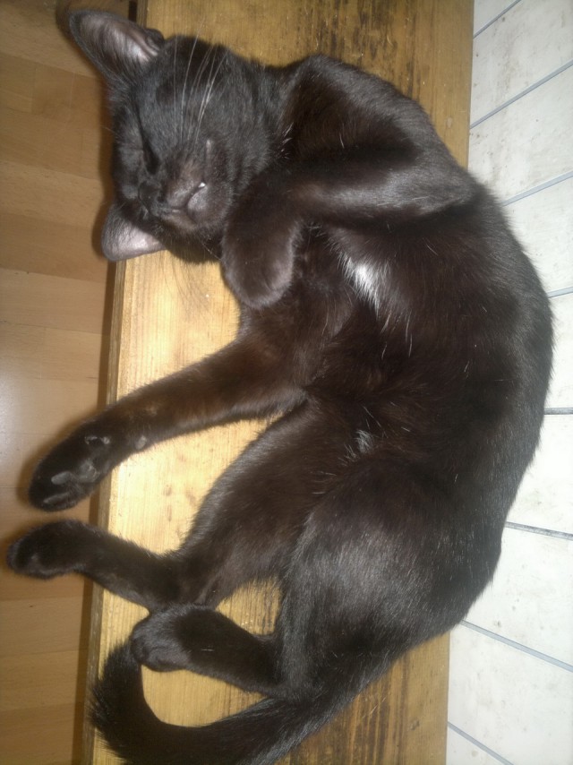 Котовторник 09.09.2014