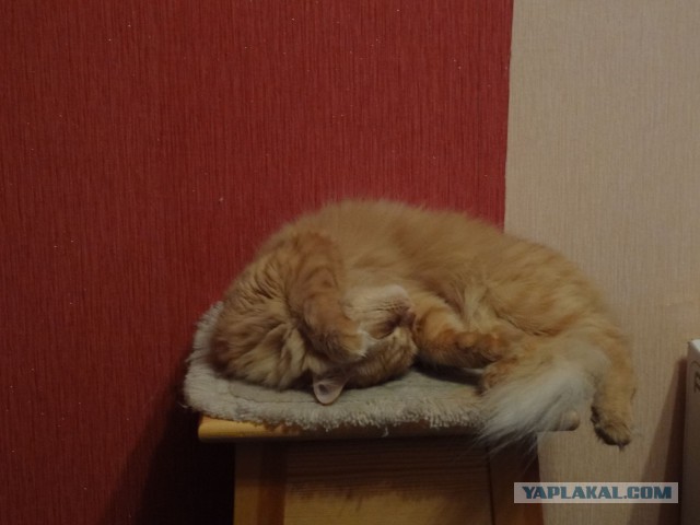 Котовторник 21.10.2014