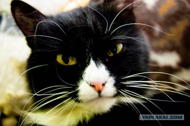 Котовторник 04.11.2014