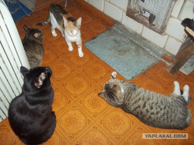 Жизнь домашнего приюта для котеек 46