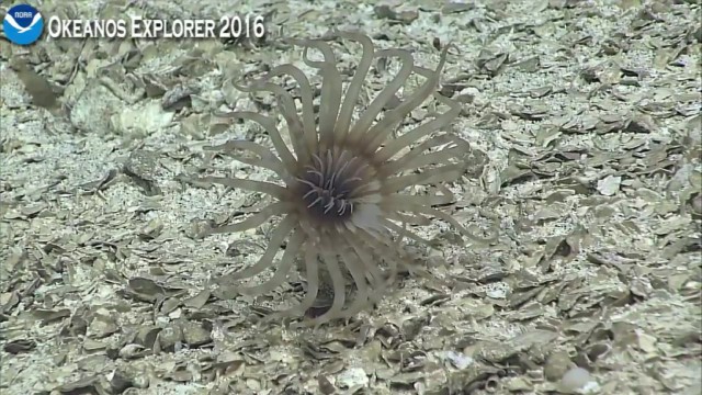 Началась онлайн-трансляция происходящего в самом глубоком месте Земли