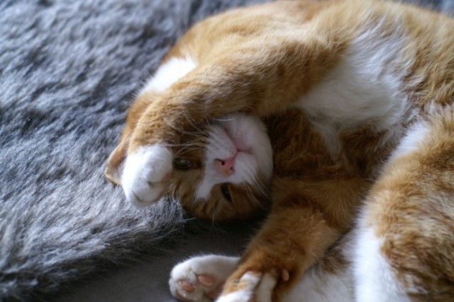 А вот и котовторник!