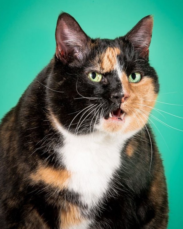 Толстота спасет мир: умилительно огромные коты в фотопроекте Пита Торна
