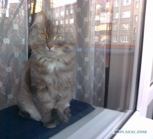 Котовторник 07.03.2017