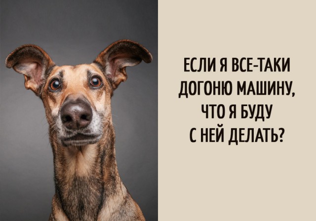 Пёс