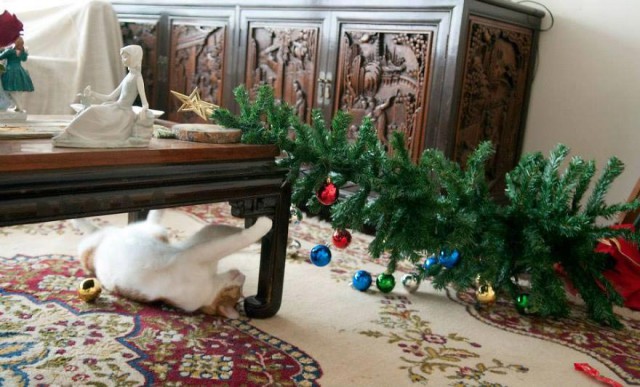 Коты и Кошки