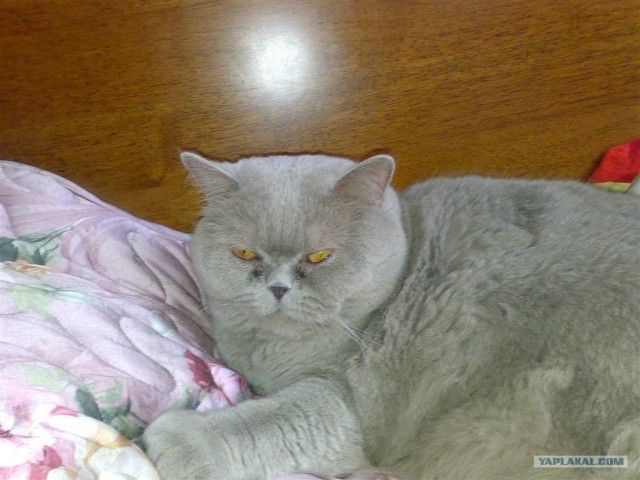Котовторник на ЯПлакалъ 08.07.2008