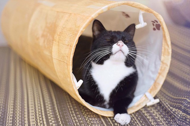 Прикольных котов пост