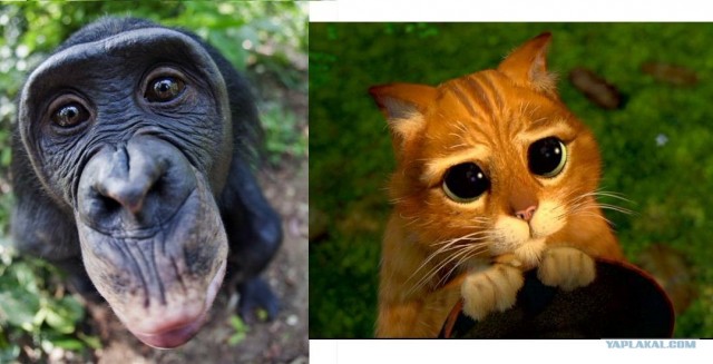 Заповедник Lola ya Bonobo в Конго