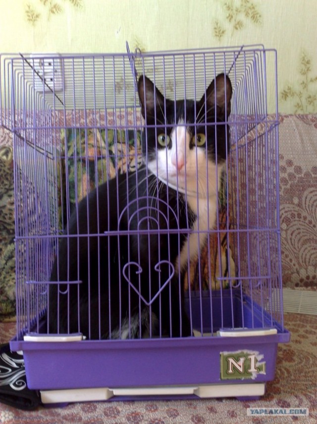 Котовторник в "КотоГетто"