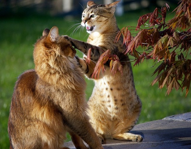 Котовторник 20.12.2011