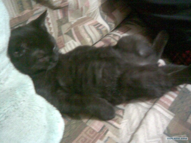 Котовторник (15.05.2012)