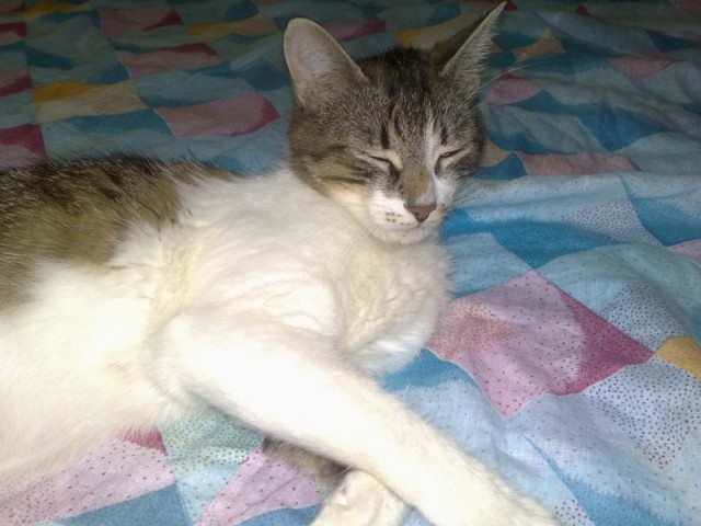Котовторник 29.05.2012