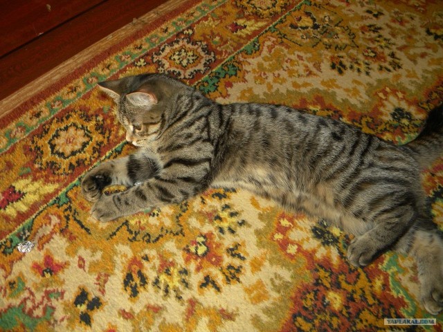 Котовторник   5.06.2012