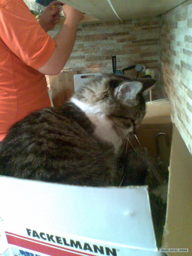 Котонянька и котовторник