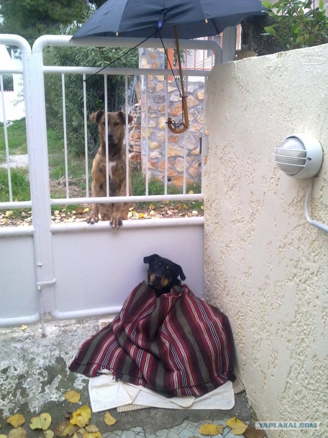 Самые смешные снимки животных за 2012 год