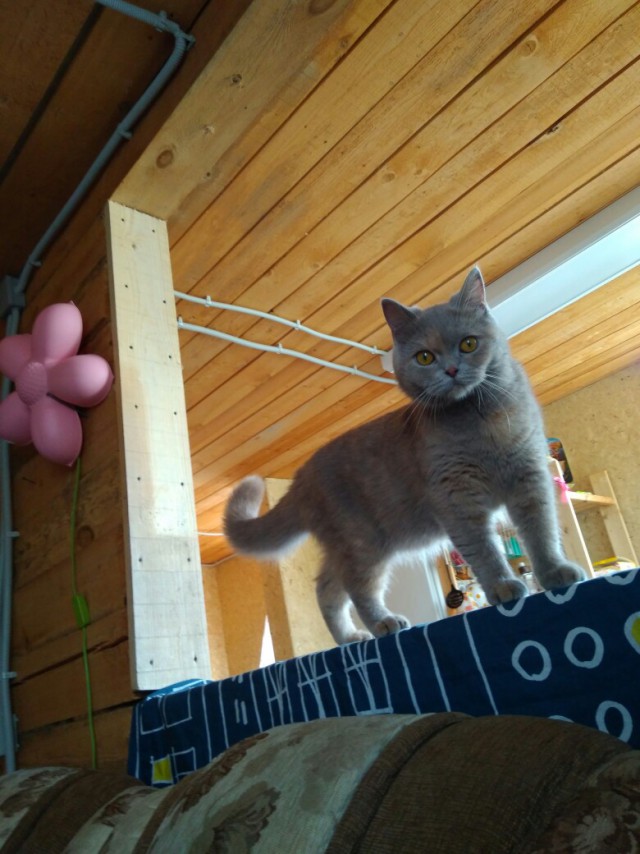 Котовторник! начнем? 04.06.19