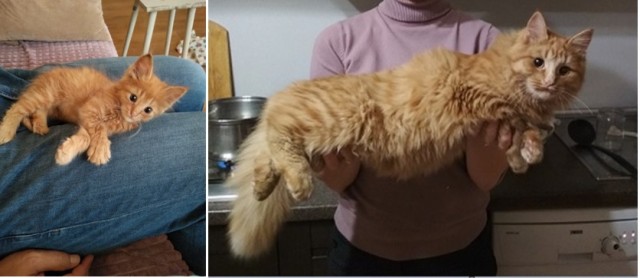 85 сантиметров кота