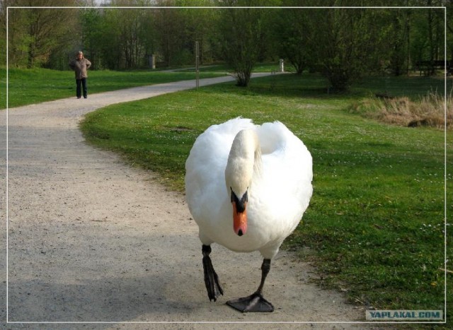 Фотожаба: Я от дедушки ушел, я от бабушки ушел