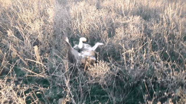 Собаки бывают