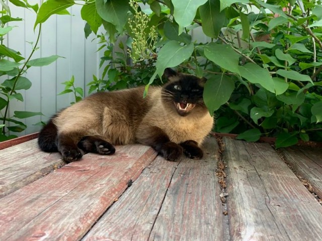 Котовторнику быть!