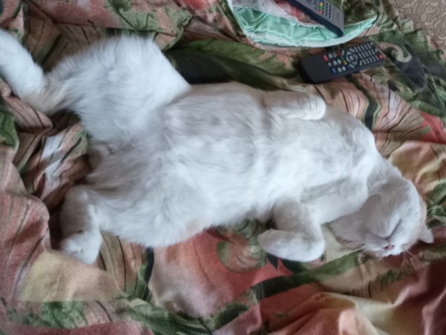 Всех с праздничком, но про котовторник не забываем))