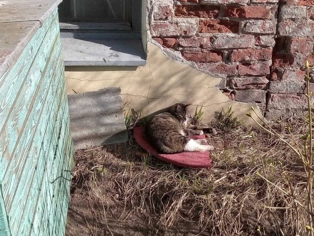 Подборка всякой живности
