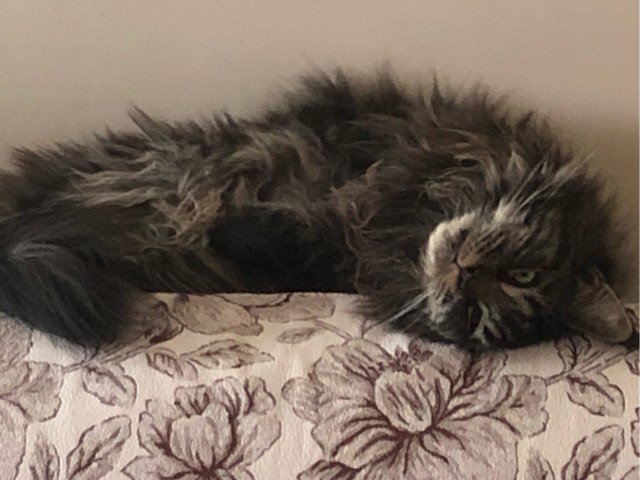 Кот Василий