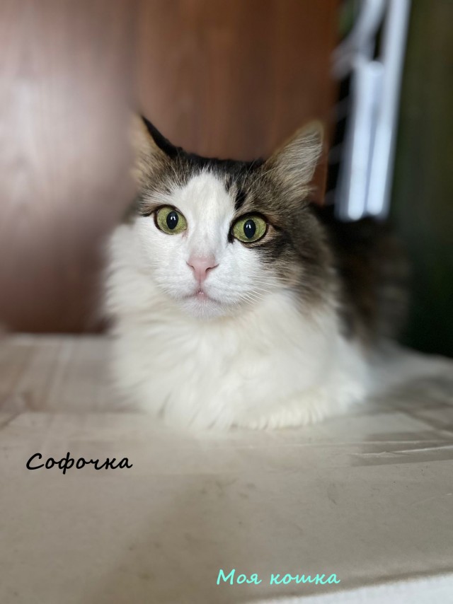 Жизнь домашнего приюта "Котоленд" 316