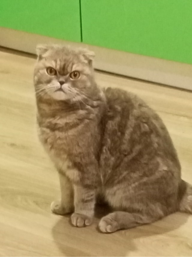 Что-то котовторник никто не начинает...