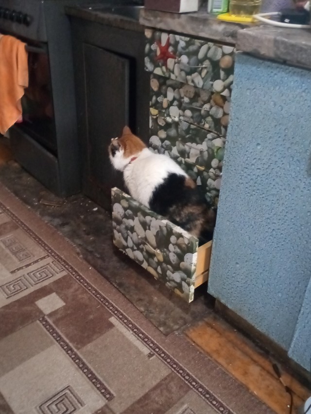 Котовторник 25.01.22