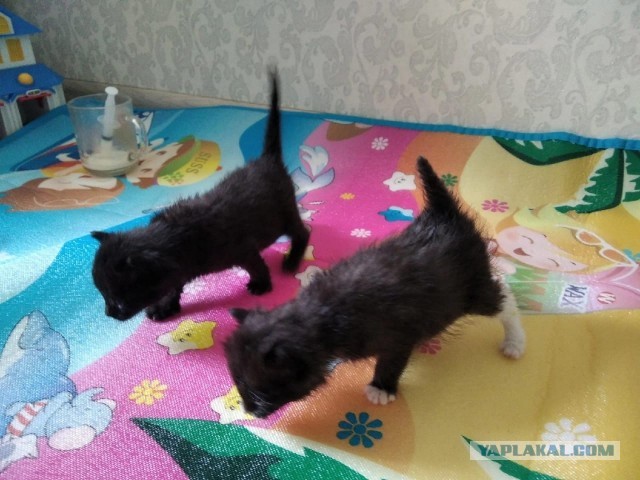 Котята в добрые руки