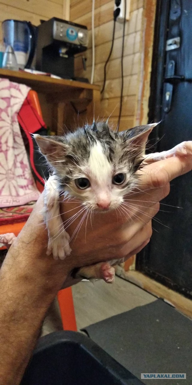 Грустный котовторник