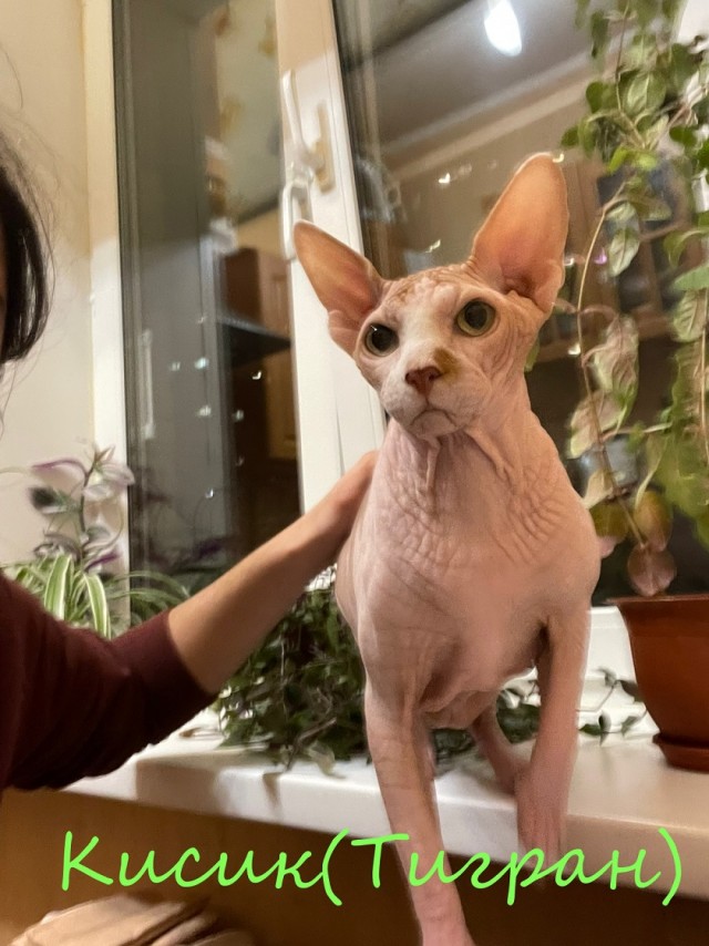 Жизнь домашнего приюта "Котоленд" 372
