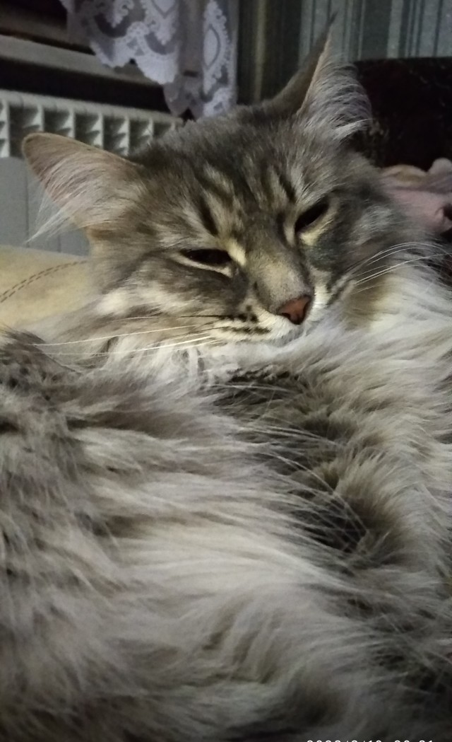 Повезло котейке