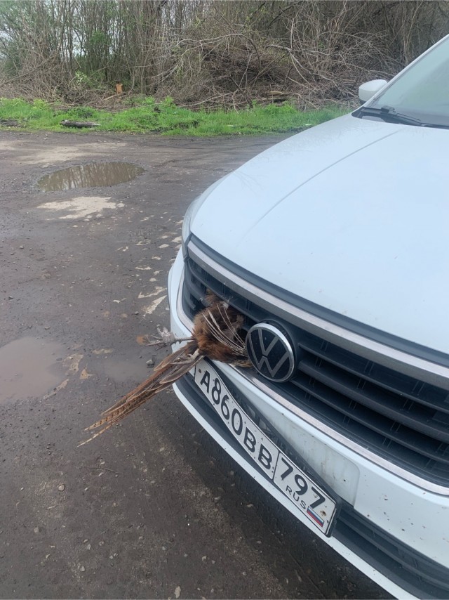 Погоня