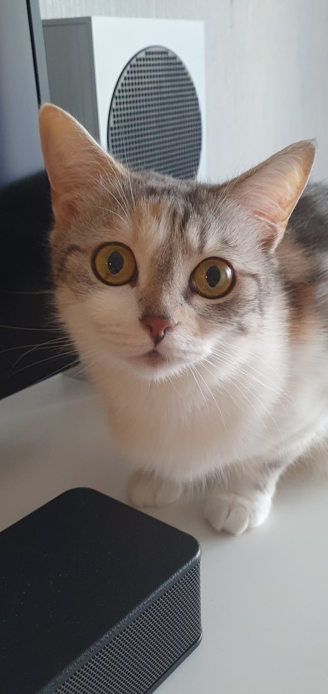 Котовторник! 16+ Коллеги-рабы, отмечаемся, у кого хозяину много лет!