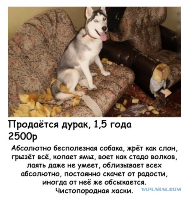 Серый