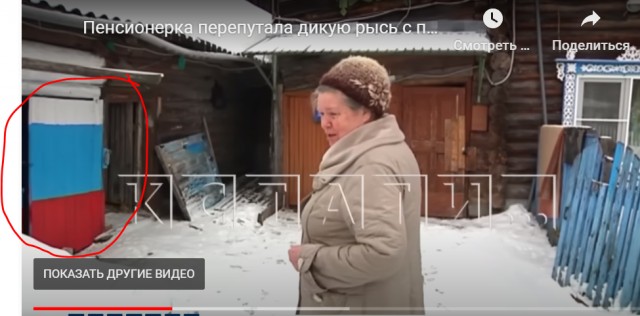 Жительница деревни Беласовка в Семеновском районе перепутала дикую рысь с собакой
